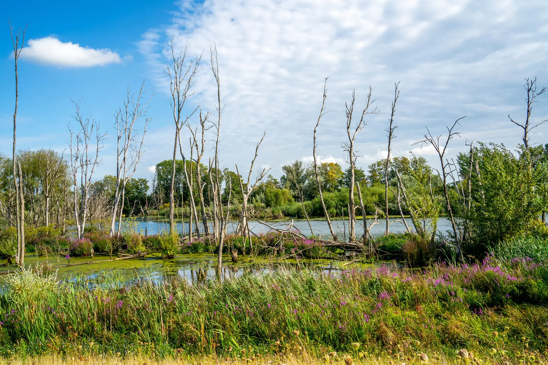 Biesbosch arrangement - Hotel Goud & Zilver